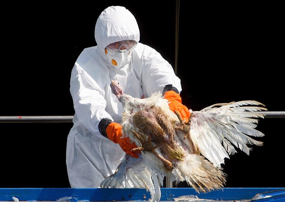 Okužene živali zaradi ptičje gripe največkrat poginejo, zato je treba ob sumu in potrditvi omenjene bolezni ravnati še posebej previdno, da se ne razširi. Foto: EPA