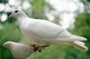 Beli golob