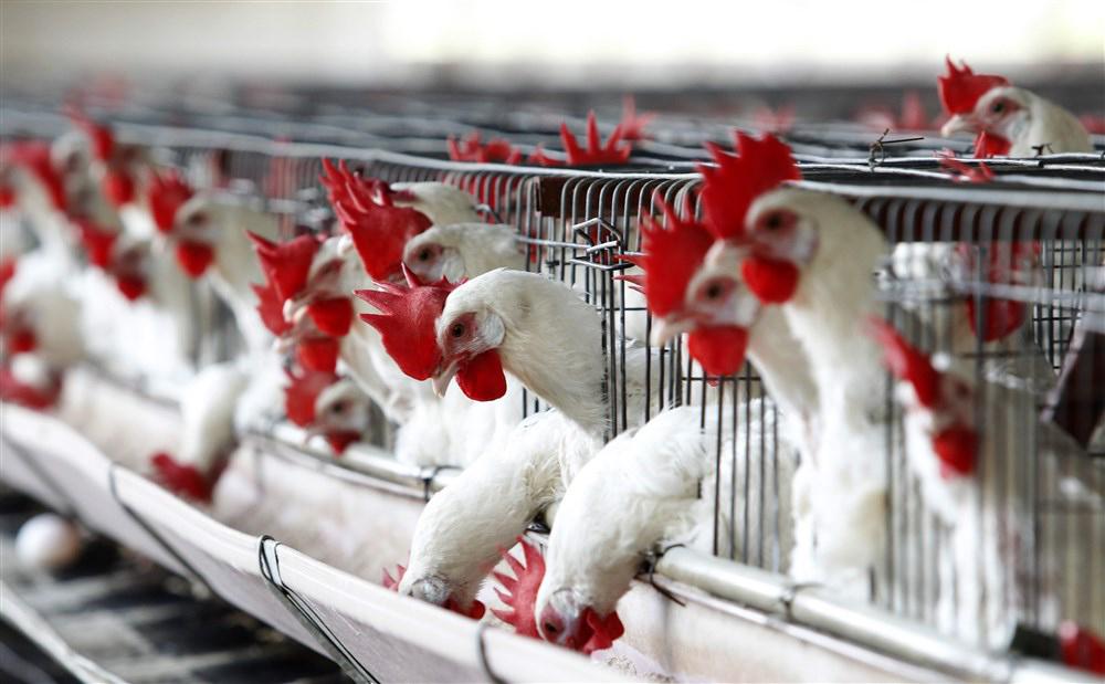 Nova Zelandija je z januarjem prepovedala baterijsko rejo kokoši. Foto: AP