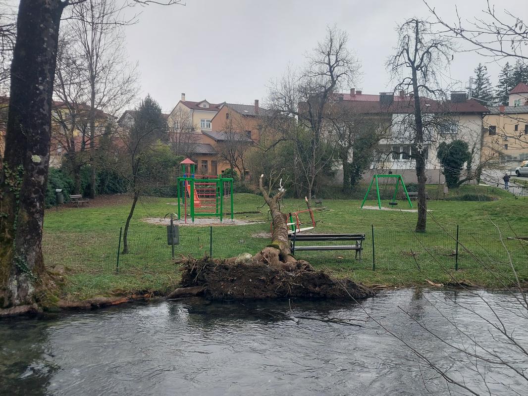 V Ilirski Bistrici je močna burja v soboto podirala drevesa. Po napovedih bo še huje v ponedeljek. Foto: Tadej Morano