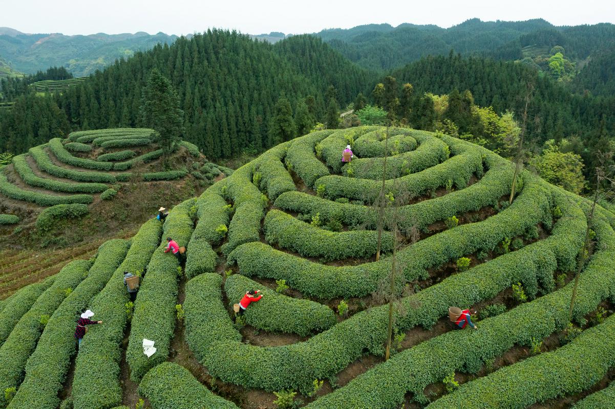 Kitajska pokrajina Sečuan, ki se razprostira pod Tibetom, je znana tudi po pridelovanju čaja. Foto: EPA