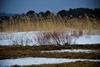 Ledvice pokrajin – mokrišča izginjajo trikrat hitreje kot gozdovi 