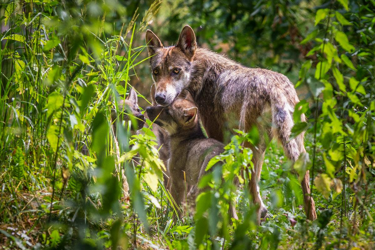 Volkulja Bellatrix v živalskem vrtu v hrvaškem Osijeku. Foto: BoBo