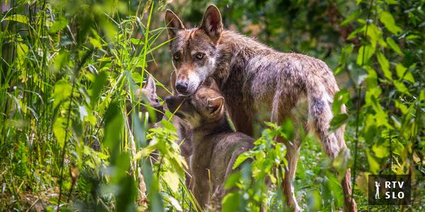 Brežan juntou-se aos ministros de 11 países europeus pedindo proteção aos lobos