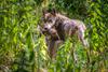 Ministrstvo za naravne vire dalo dovoljenje za odstrel štirih volkov