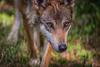V Gorjah zahtevajo ukrepe za zaščito ljudi pred napadi volkov
