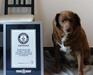30-letnega psa iz Portugalske razglasili za najstarejšega doslej