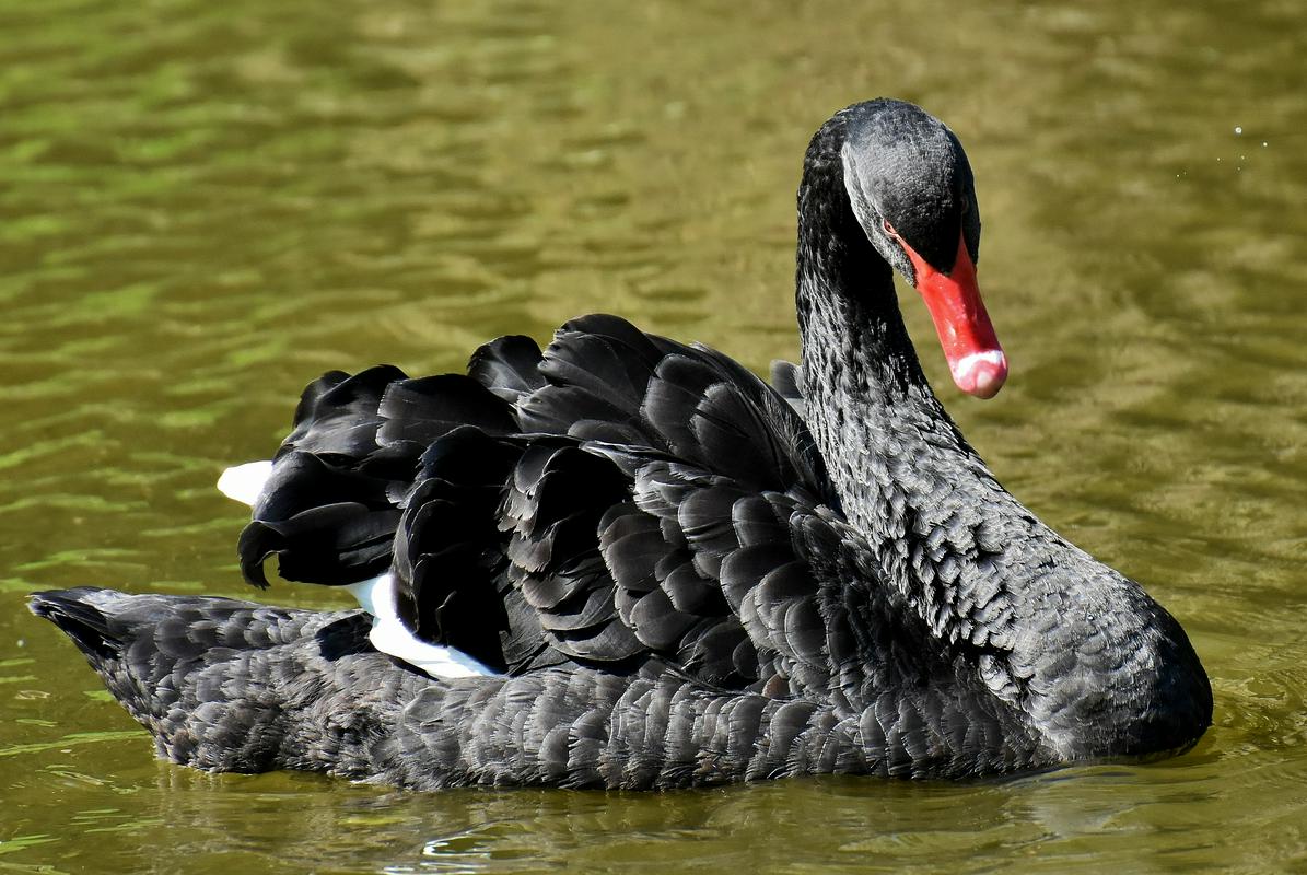V ljubljanskem ZOO-ju je zaradi ptičje gripe poginil črni labod. Foto: Pixabay