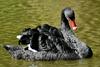 V ljubljanskem živalskem vrtu pri črnem labodu potrdili ptičjo gripo