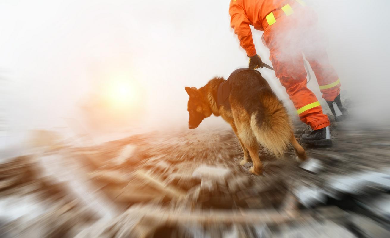 Proti Turčiji je krenila tudi slovenska skupina vodnikov reševalnih psov. (Fotografija je simbolična.) Foto: Shutterstock