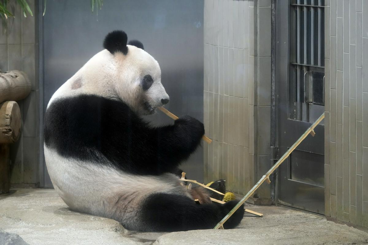 Panda po imenu Šiang Šiang je bila zvezda tokijskega živalskega vrta. Foto: EPA