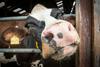 Inšpekcija odkrila trpljenje živali na kmetiji na Koroškem