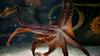 Predlog za prvo farmo hobotnic na svetu razburja zagovornike pravic živali