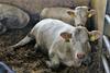 Krave na koroški kmetiji najverjetneje poginile zaradi zaužite plastične folije
