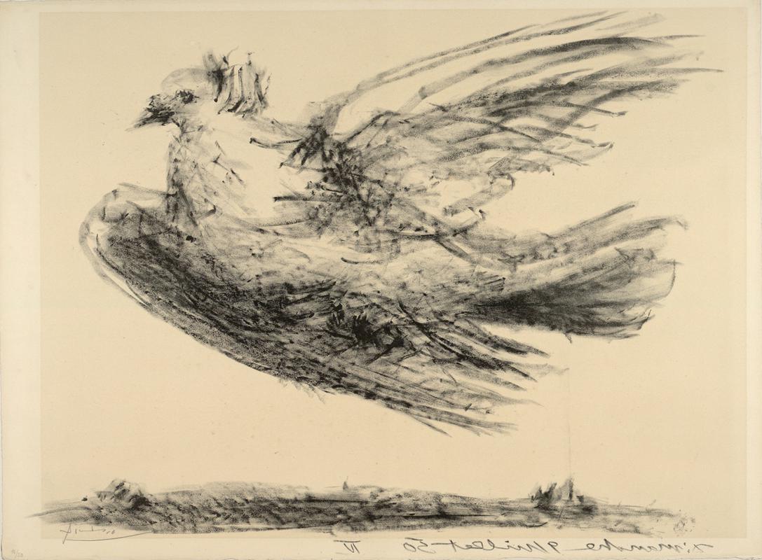 Flying Dove, 1950, lithograph, ALBERTINA, Vienna - Batliner Collection © Succession Picasso/ Bildrecht, Wien 2023