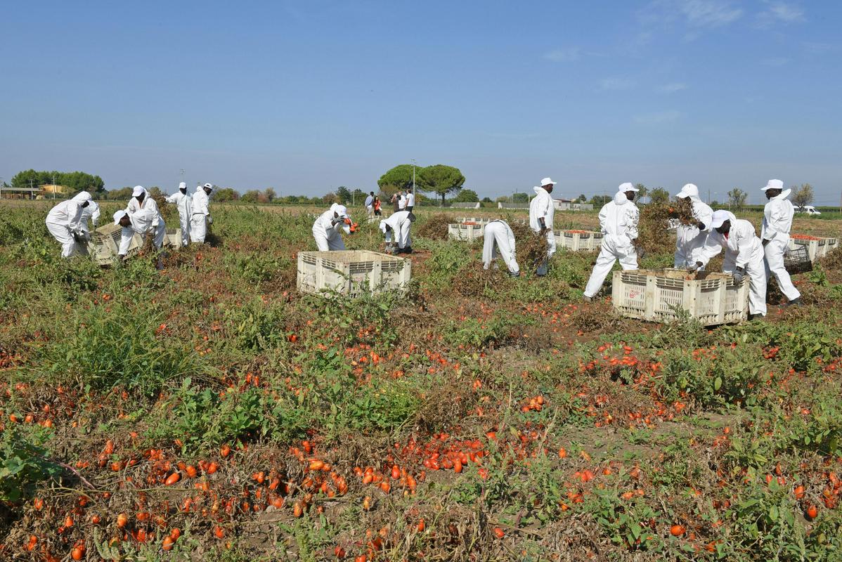 Italiji primanjkuje delavcev zlasti v kmetijstvu, turizmu in industriji. Na fotografiji sezonski obiralci paradižnika v Foggii. Foto: EPA