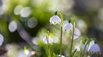 Od srede dalje vremenoslovci napovedujejo sončno vreme s temperaturami do 19 stopinj Celzija