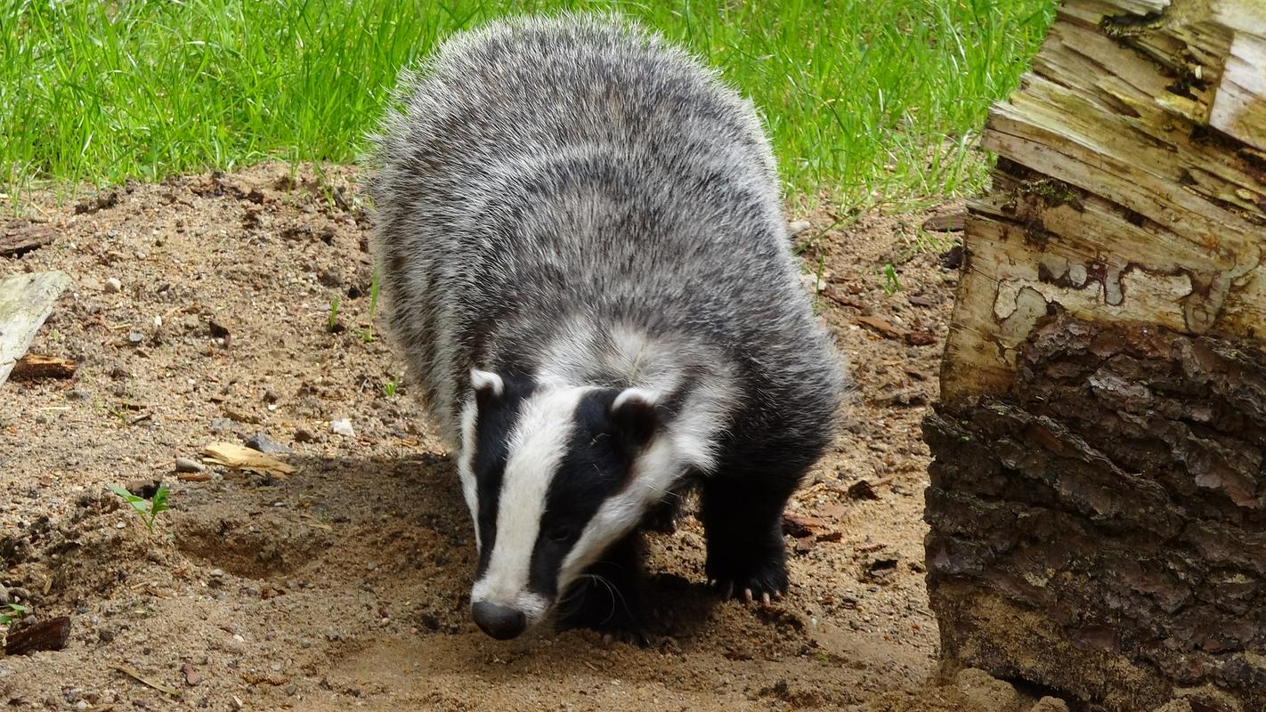 Jazbec velja za zelo srborito in žilavo žival. Foto: Pixabay