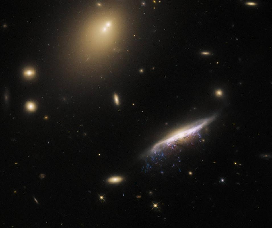 JW100. Foto: ESA/Hubble & NASA, M. Gullieuszik and the GASP team