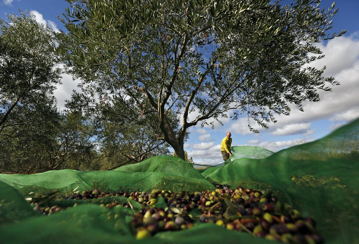 Letina oliv naj bi bila letos v Španiji, na Portugalskem in v Italiji še manjša kot lani. Foto: EPA