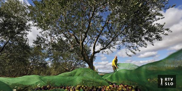 A seca no Mediterrâneo pressagia uma má colheita de azeite