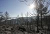 Gasilci v Španiji zamejili prvi večji gozdni požar letos