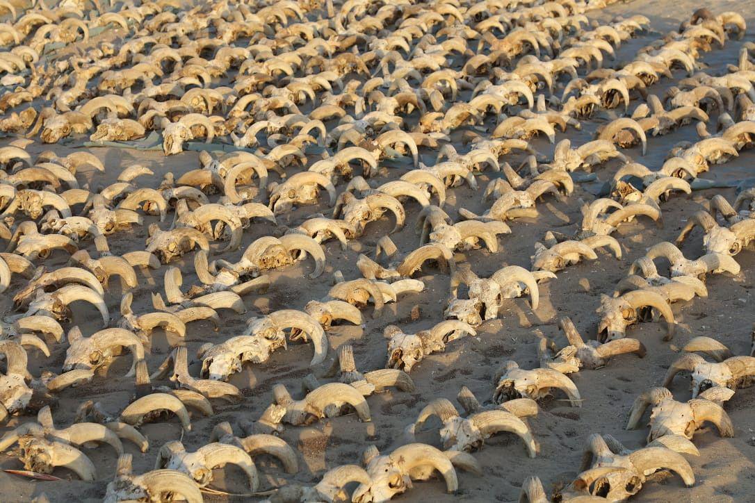 Surprising find in Egypt: two thousand mummified heads of rams