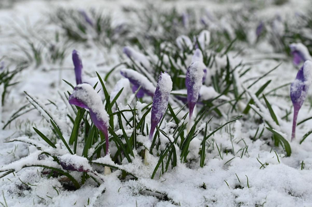Snežilo je tudi ponekod na Poljskem. Foto: EPA