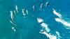 Plavalci na Havajih obtoženi nadlegovanja delfinov