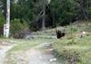 Na Trentinskem v Italiji odobrili odstrel še ene rjave medvedke