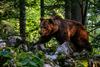 Odločba ostaja v veljavi, Brežan premierju pojasnil, zakaj je odstrel 230 medvedov nujen