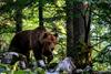 Medvedka napadla 49-letnega lovca, ugrize in udarce s šapami s strelom prekinil njegov lovski kolega