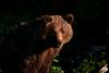 Nevladniki v odzivu na dovoljenje za odstrel 230 medvedov opozarjajo na kršenje evropske zakonodaje