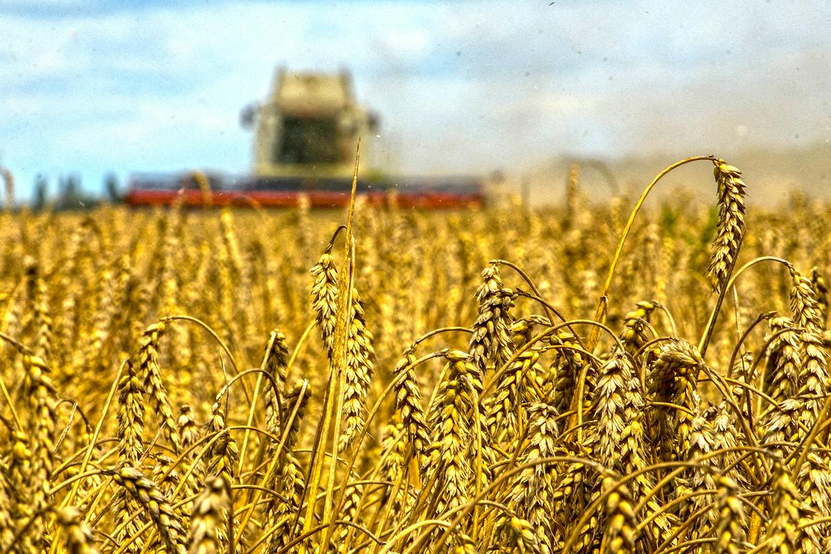 Cenejši ukrajinski pridelki predstavljajo nelojalno konkurenco na srednjeevropskih trgih. Foto: Reuters