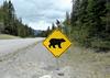 Italija bo Slovenijo zaprosila za sprejem nekaj medvedov s Trentinskega
