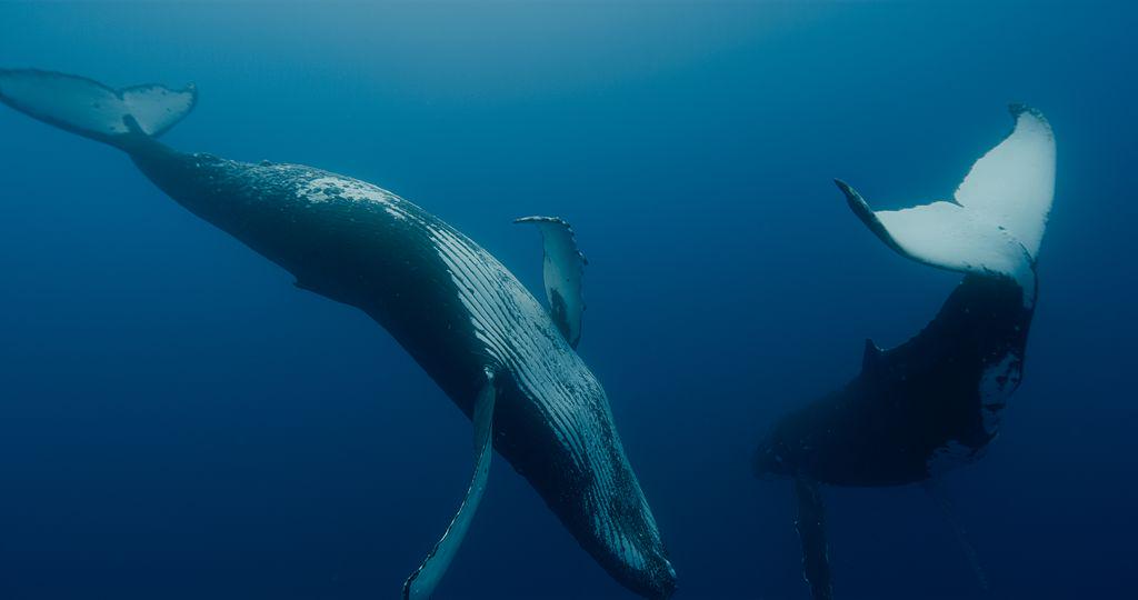 Film, ki ga je navdihnila pesem Whale Nation Heathcota Williamsa, gledalca popelje v komaj poznano družbo kitov – z vsemi njihovimi izjemnimi sposobnostmi in bogatim ter kompleksnim socialnim življenjem. Foto: Kinodvor