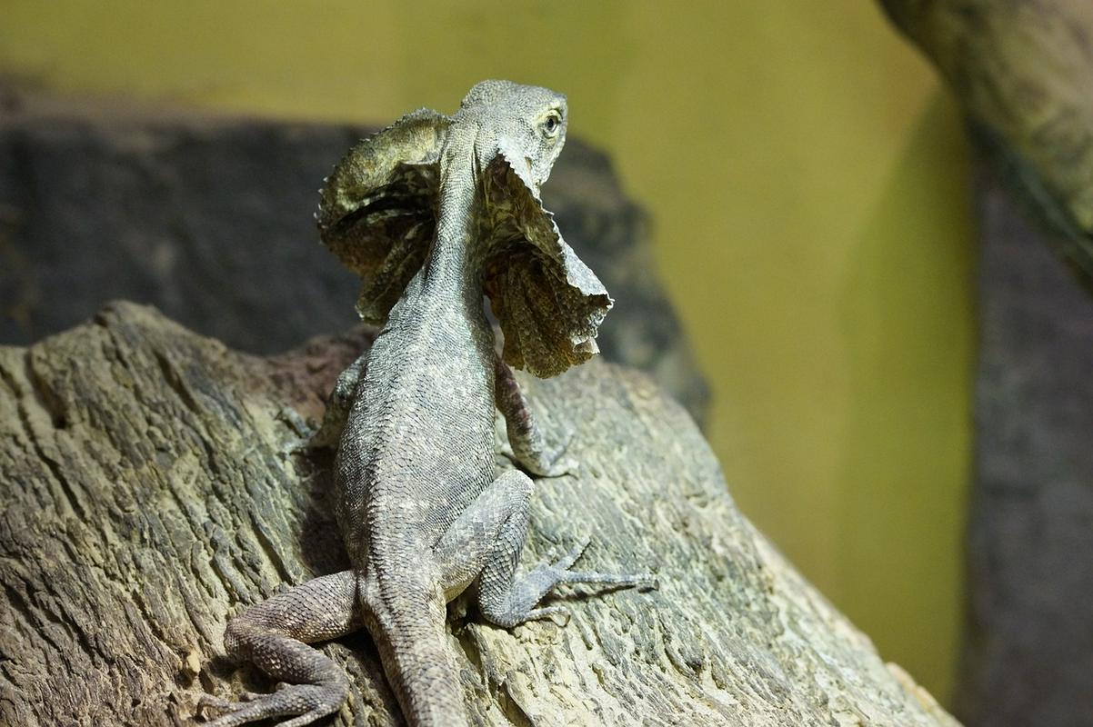 Kuščar z ovratnikom