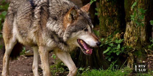Deutsche Landwirte nach Serie von Viehangriffen: „Der Wolf gehört nicht hierher“
