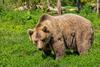 Italijansko sodišče zadržalo odstrel medvedke in medveda 