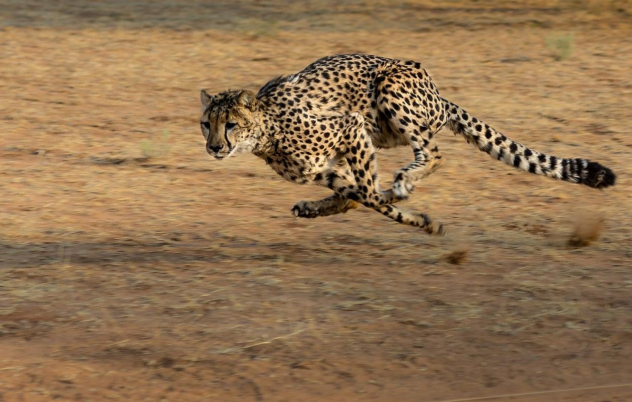 Gepard, najhitrejši si!