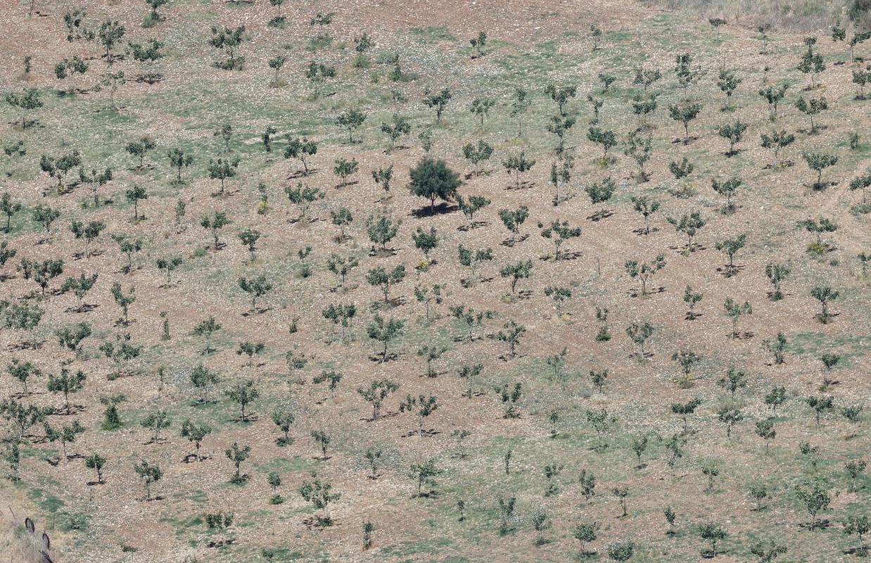 Žalostna podoba pistacijevih dreves. Zemlja na jugu Španije je bila že spomladi popolnoma suha. Foto: Reuters