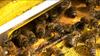 Za 45 gramov medu mora 1150 čebel preleteti 180.250 kilometrov in obiskati 4,5 milijona cvetov