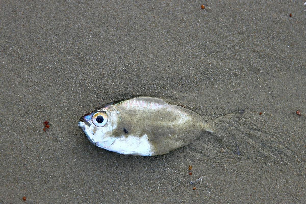 Zakaj ribe ne preživijo na suhem?