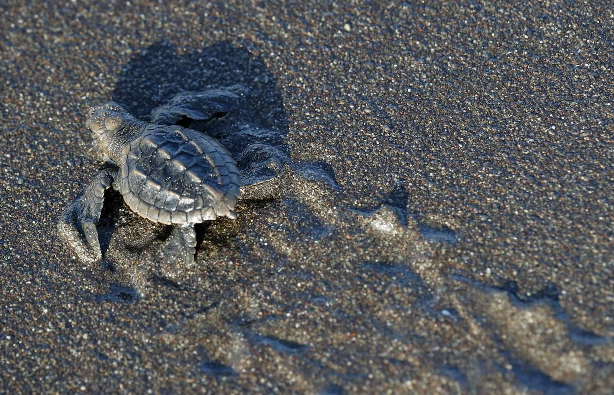 Morska želva vrste Kemp's ridley na plaži v Kostariki. Foto: EPA