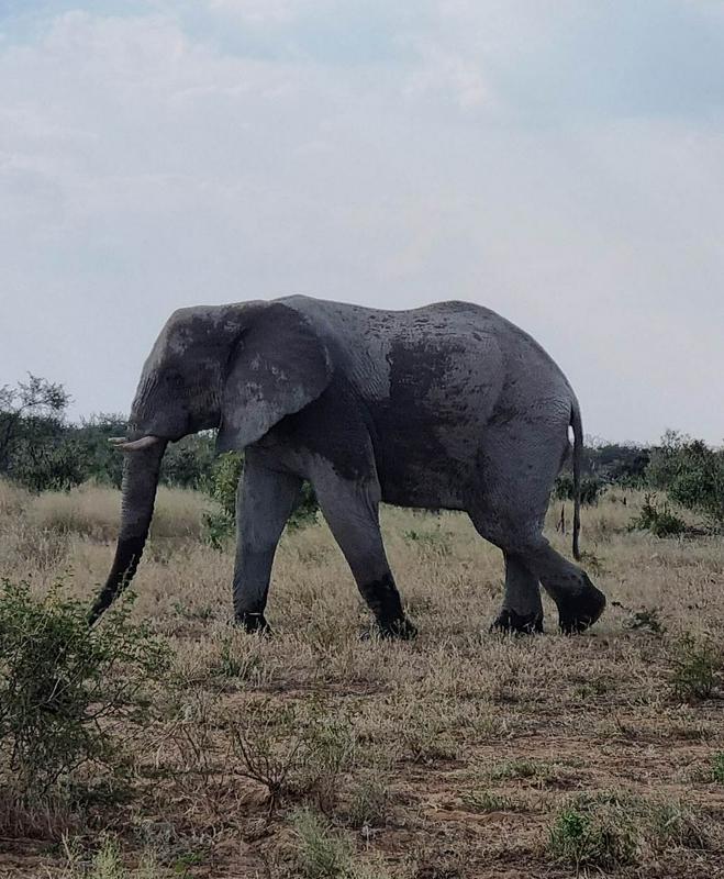 African savannah elephants are also among endangered animals, while their relatives, African forest elephants, are already critically endangered, according to WWF (World Wide Fund for Nature) data. Photo: Ksenja Tratnik/MMC RTV SLO