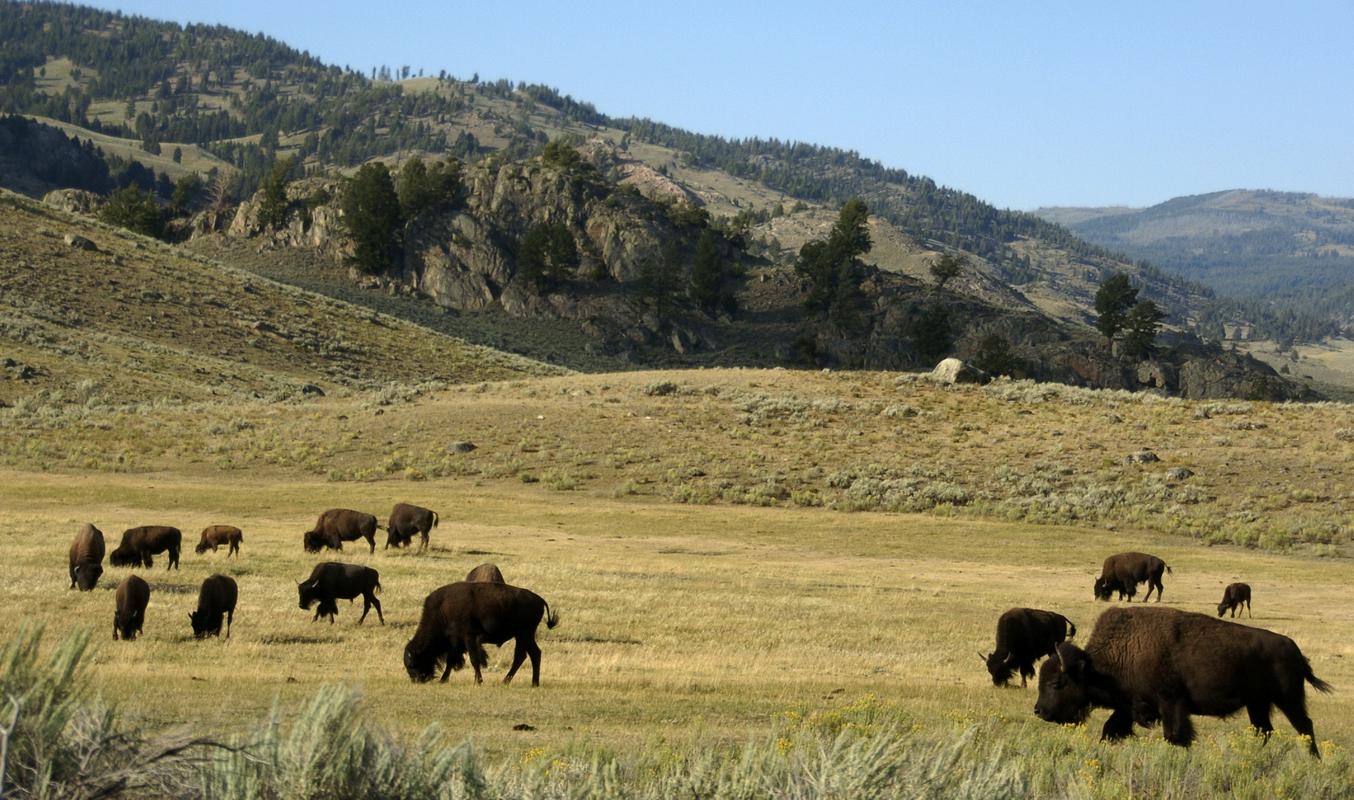 Obiskovalci parka Yellowstone lahko bizone (in nekatere druge živali v parku) opazujejo z razdalje vsaj 20 metrov, medvede in volkove pa z okoli 100 metrov. Kljub predpisu pa se neredko zgodi, da se ljudje živalim preveč približajo, zaradi česar so v parku imeli že kar nekaj primerov, ko je čreda bizonov človeka poteptala oz. so ga bizoni nabodli z rogovi. Foto: AP