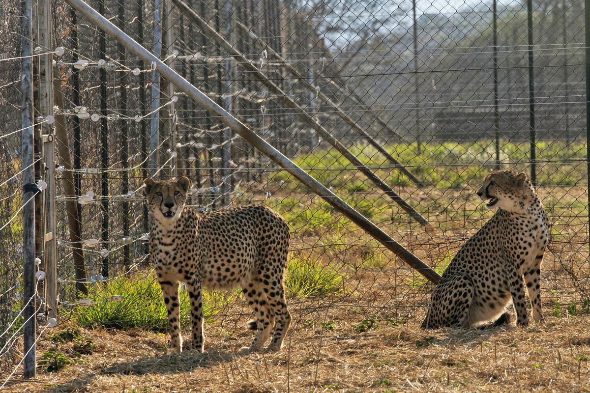 Dva od 20 odraslih gepardov, ki so jih v Indijo po lanskem septembru uvozili iz Afrike. Foto: AP