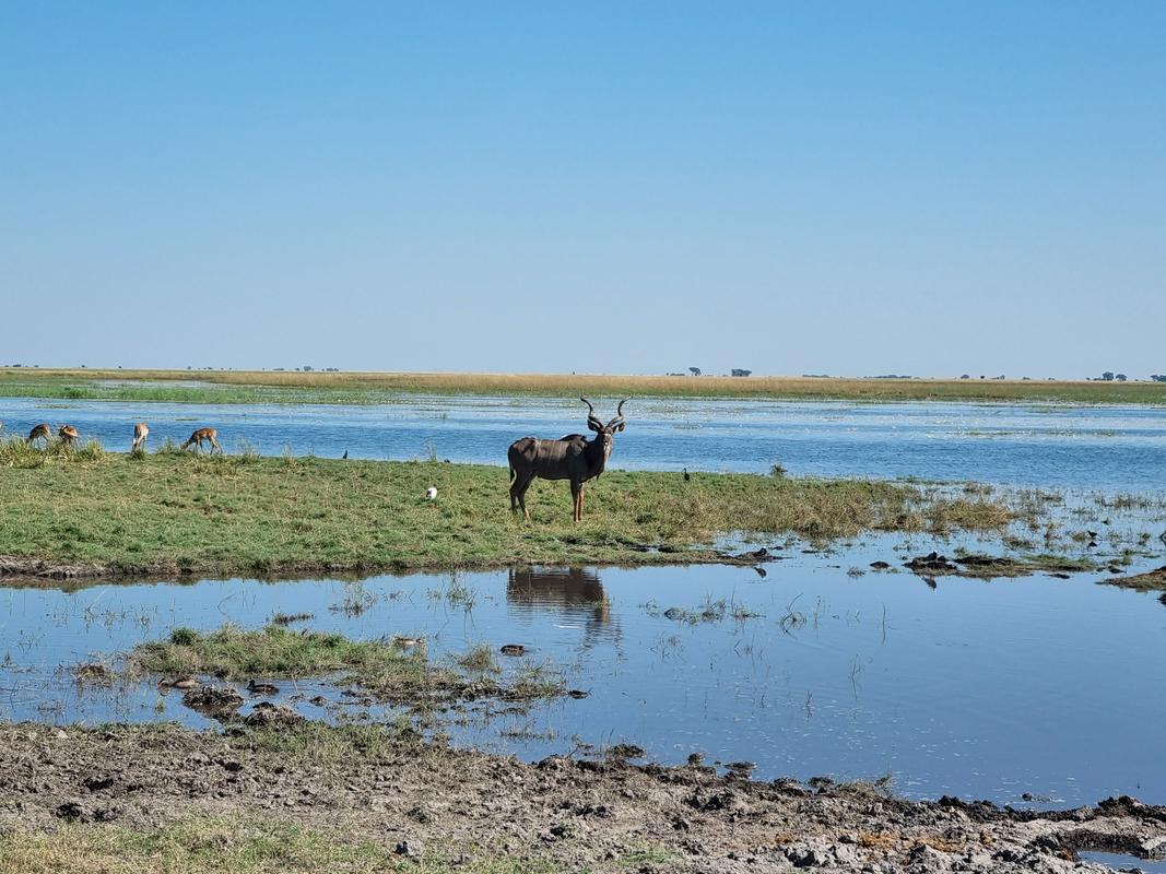 Kudu v parku Chobe. Foto: Ksenja Tratnik/MMC RTV SLO