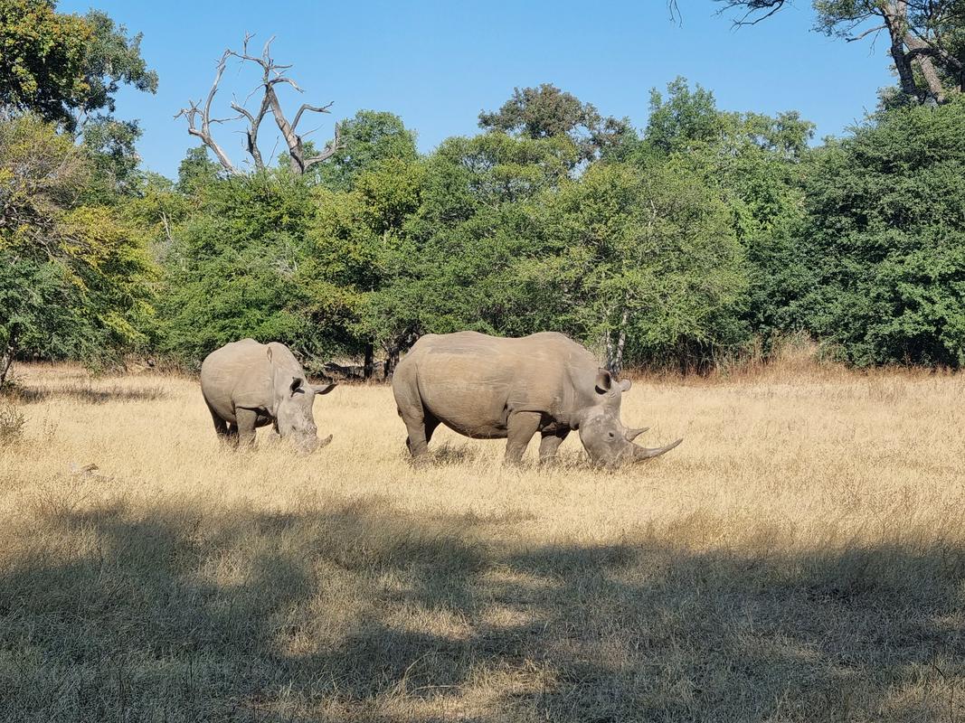 Črni nosorogi v Zambiji. Foto: Ksenja Tratnik/MMC RTV SLO