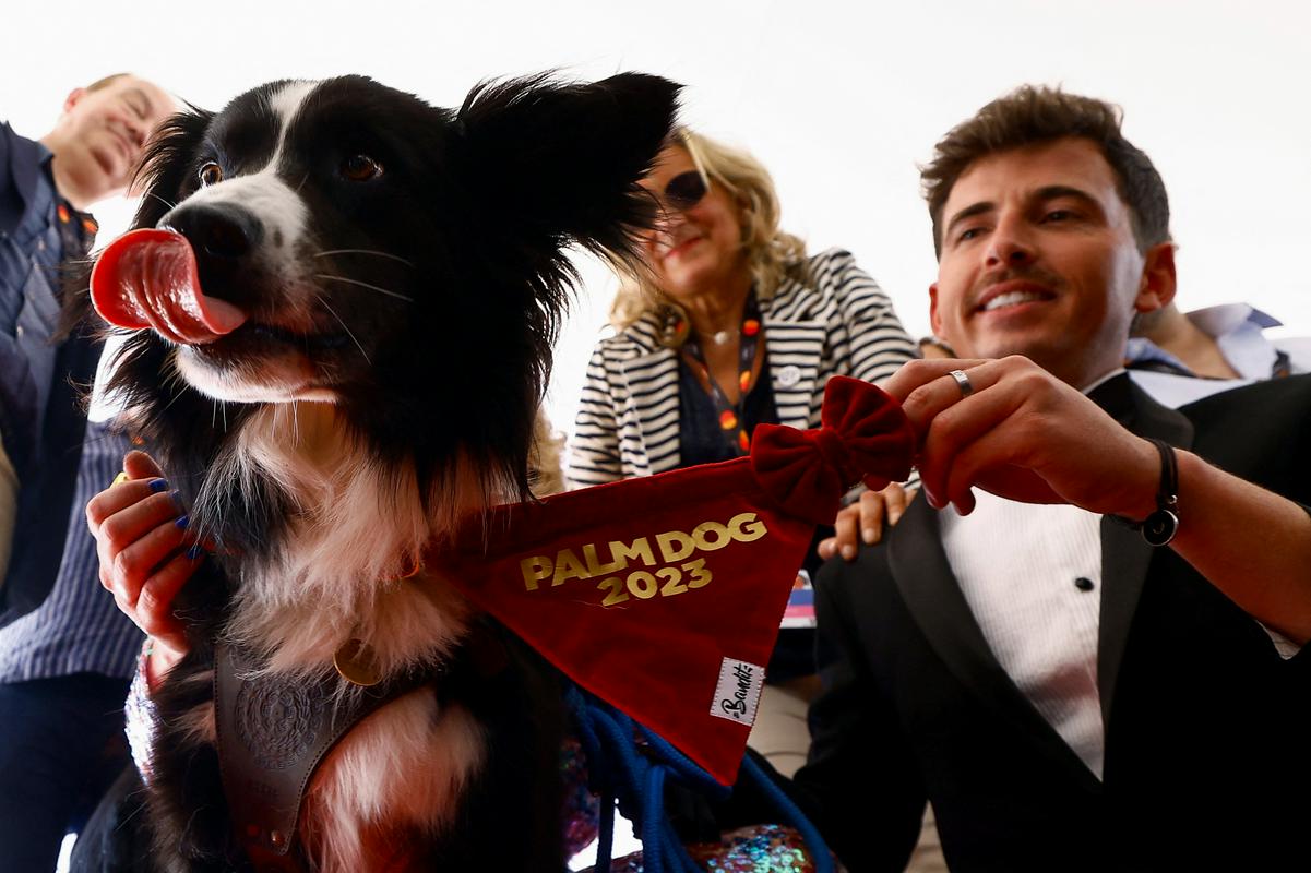 Nagrade Palm Dog že od leta 2001 podeljujejo tistim psom, ki so se najbolje odrezali platnu. Na fotografiji je Stan. Foto: Reuters